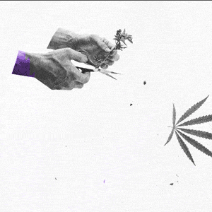 animation of clipping cannabis