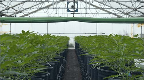 Greenhouse of cannabis plants
