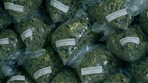 Stacked bags of cannabis