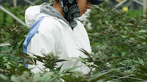 Worker tending to plants in cannabis greenhouse