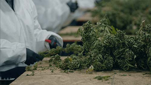 Worker trimming cannabis